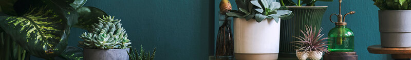 House Plants Category Banner